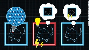 mice