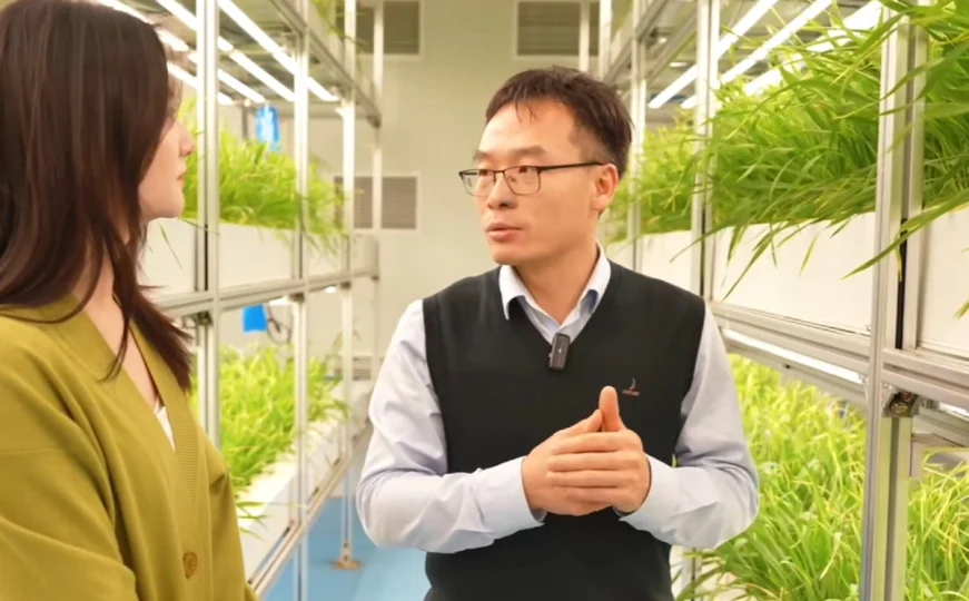 Një revolucion kinez në bujqësi