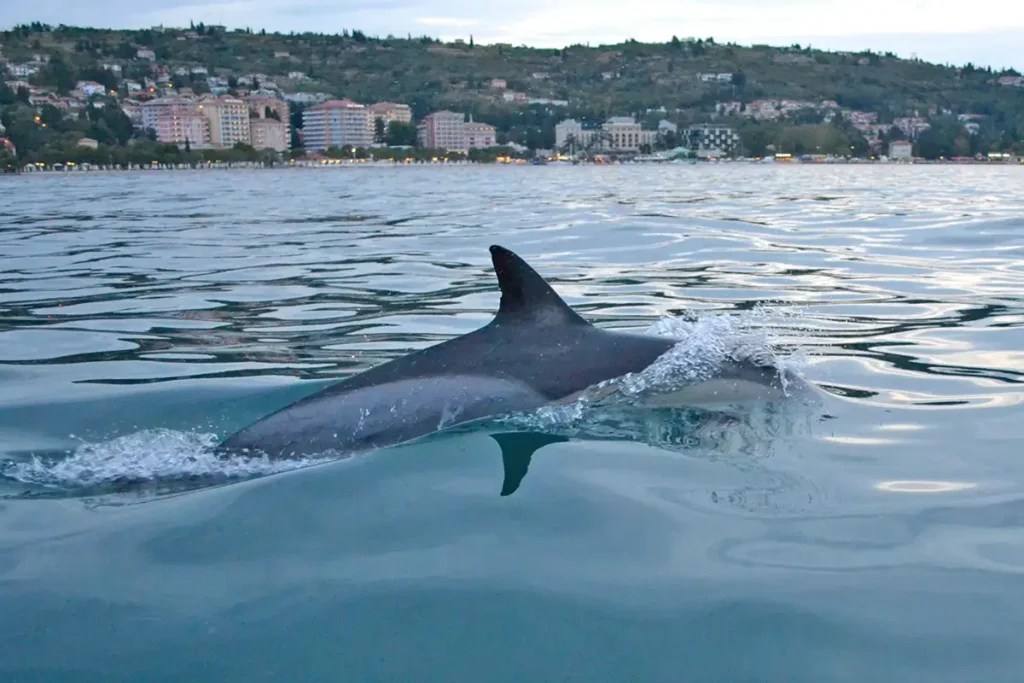 Delfinët e Adriatikut ushqehen nga varkat e peshkimit